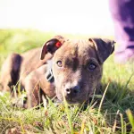 Assicurazione cane e gatto: assicurazione animali domestici